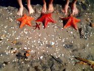 Возвышенный вид людей, стоящих на пляже с морскими звездами — стоковое фото