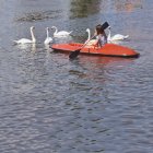 Маленькая девочка плавает на каяке с лебедями на озере — стоковое фото