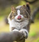 Кошка чешет ветку и показывает язык на размытом фоне. — стоковое фото