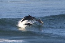 Majestuosos delfines saltando del océano - foto de stock