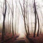 Scenic view of footpath leading into foggy leafless forest, Kralingse Bos, Netherlands — Stock Photo