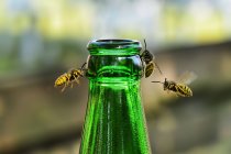 Wespen fliegen vor verschwommenem Hintergrund um grüne Flasche — Stockfoto