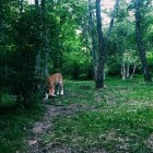 Majestoso tigre caminhando pela floresta verde — Fotografia de Stock