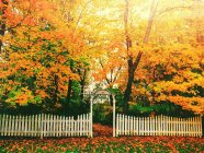 Recinzione bianca e alberi gialli in autunno — Foto stock