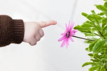 Cropped image of Baby boy pointing at flower against blurred background — Stock Photo
