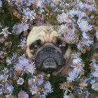 Retrato de pug em meio a flores, quadro completo — Fotografia de Stock