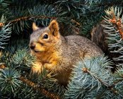 Carino piccolo scoiattolo curioso seduto su ramo di abete — Foto stock