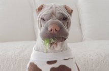 Смішний гострий собака, одягнений як корова — стокове фото