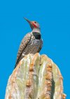 Male Gilded Flicker Woodpecker sitting on a cactus under blue sky — Stock Photo