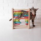 Gato engraçado que dobra com um ábaco colorido — Fotografia de Stock