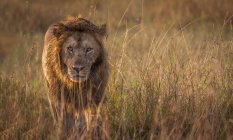 Majestoso leão caminhando na natureza selvagem — Fotografia de Stock