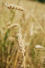 Primer plano del campo de trigo maduro - foto de stock