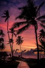 Púrpura hermoso cielo puesta de sol y palmeras - foto de stock