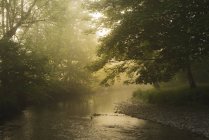 Fluss fließt in Park mit Bäumen — Stockfoto