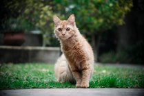Porträt einer schönen Katze — Stockfoto