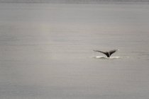 Schwanz eines Buckelwals (binomischer Name: Megaptera novaeangliae) mit vielen Narben, der bei einem Tauchgang im Inside Passage of Glacier Bay National Park and Preserve, Alaska, USA, verschwindet — Stockfoto