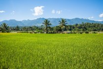 Зелена трава луг і пальми, гори на фоні — стокове фото