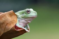 Kleiner grüner Frosch sitzt im trockenen Blatt, Nahaufnahme — Stockfoto
