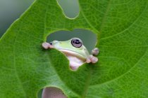 Маленькая зеленая лягушка сидит на листе, крупным планом — стоковое фото