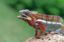 Perto de um lagarto sentado na rocha — Fotografia de Stock