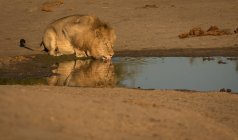 Lion eau potable à la nature sauvage — Photo de stock