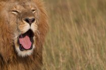 Vue rapprochée du museau du lion avec bouche ouverte — Photo de stock