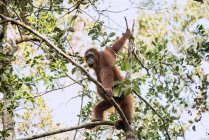 Nahaufnahme eines jungen süßen Orang-Utans im Dschungel. — Stockfoto