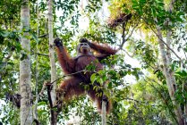 Nahaufnahme eines jungen süßen Orang-Utans im Dschungel. — Stockfoto