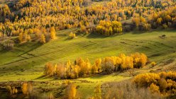 Green grass meadow and trees in forest, aerial view — Stock Photo