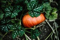 Ripe orange pumpkin growing in green grass in autumn — Stock Photo