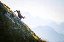Erstaunlicher Bergblick mit Ziege bei nebligem Tag — Stockfoto