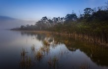 Vista panoramica di alberi di gomma al lago nebbioso — Foto stock