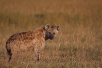 Gazing Hyena at field in wild nature — Stock Photo