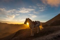 If you are able, then trekking or walking is the best way to experience Mount Bromo but you may take ponies or horses across the sea of sand to the bottom of the steep stairs that leads to the crater. — Stock Photo