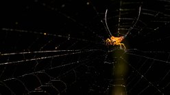 Closeup view of Long horned or Orb-weaver spider on the web, selective focus — Stock Photo