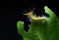 Woolly caterpillar on the green leaf with dark background — Stock Photo