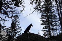 Silueta de un perro sentado en una roca, vista panorámica - foto de stock