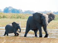 Elefant läuft im Fluss mit Elefantenkalb, Botswana — Stockfoto
