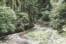 Rio que atravessa a floresta nas montanhas de Tatras, Eslováquia — Fotografia de Stock