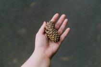 Mulher mão segurando um cone de pinho — Fotografia de Stock