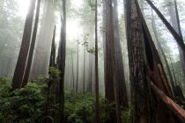 Мальовничим видом Америці Prairie Creek Park держави Redwoods, Каліфорнія, США — стокове фото