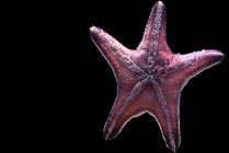 Vista da vicino di una stella marina rosa su sfondo nero — Foto stock