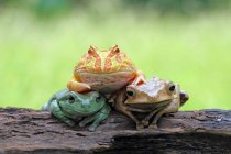 Trois grenouilles assises sur une bûche, fond flou — Photo de stock