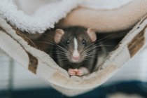 Close-up portrait of a cute rat in a blanket — Stock Photo