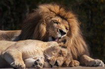 Carino leone leccare leonessa a natura selvaggia — Foto stock