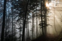 Vue panoramique sur la forêt brumeuse, Heiden, Appenzell, Suisse — Photo de stock