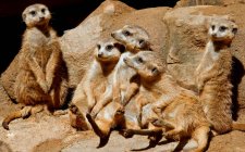 Mob of meerkats sitting on rocks, Mpumalanga, África do Sul — Fotografia de Stock