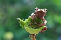 Ушастая лягушка и кузнечик сидят на растении, размытом фоне — стоковое фото