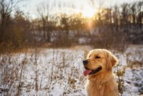 Портрет золотой ретривер собаки в снегу — стоковое фото