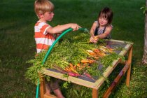 Frère et sœur nettoyant les carottes fraîchement cueillies — Photo de stock